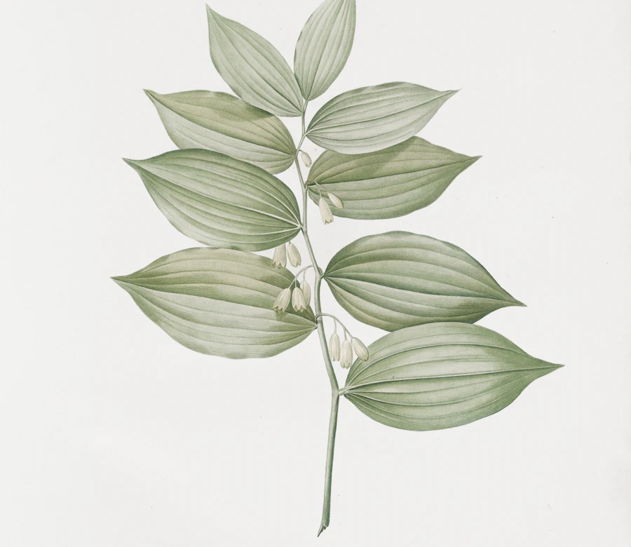 Botanical illustration of a leafy green stem