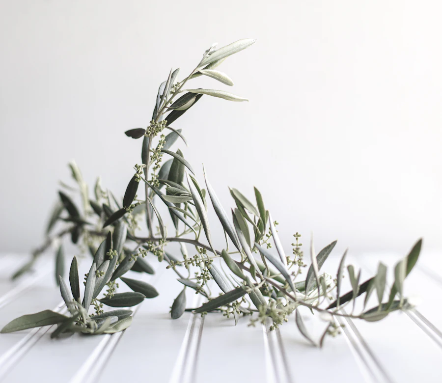An olive branch resting on a white table