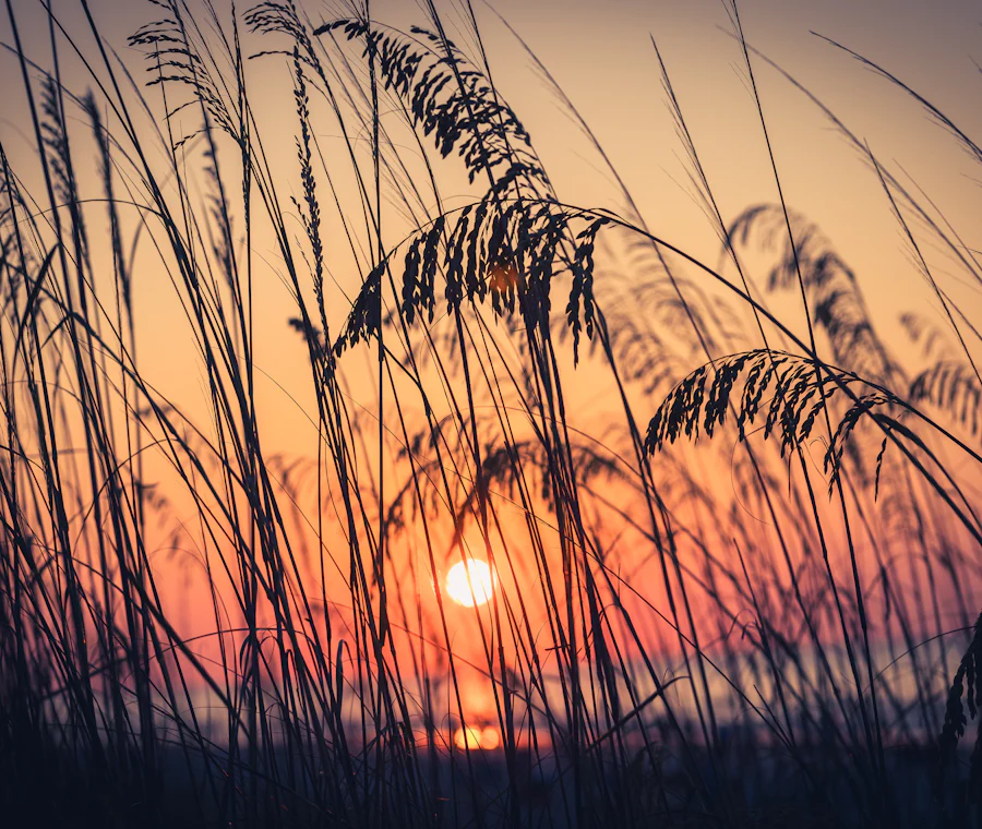 Sea oats silhouetted against a sunset over the water