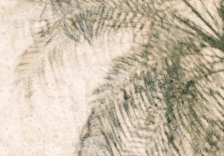Palm frond shadows on a warm sand-colored wall